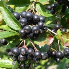 Tüplü Rus Yaban Mersini Viking Aronya (Aronia) Chokoberry Fidanı