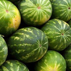 Soğuklara Dayanıklı Aşılı Karpuz Fidesi (3 Adet)