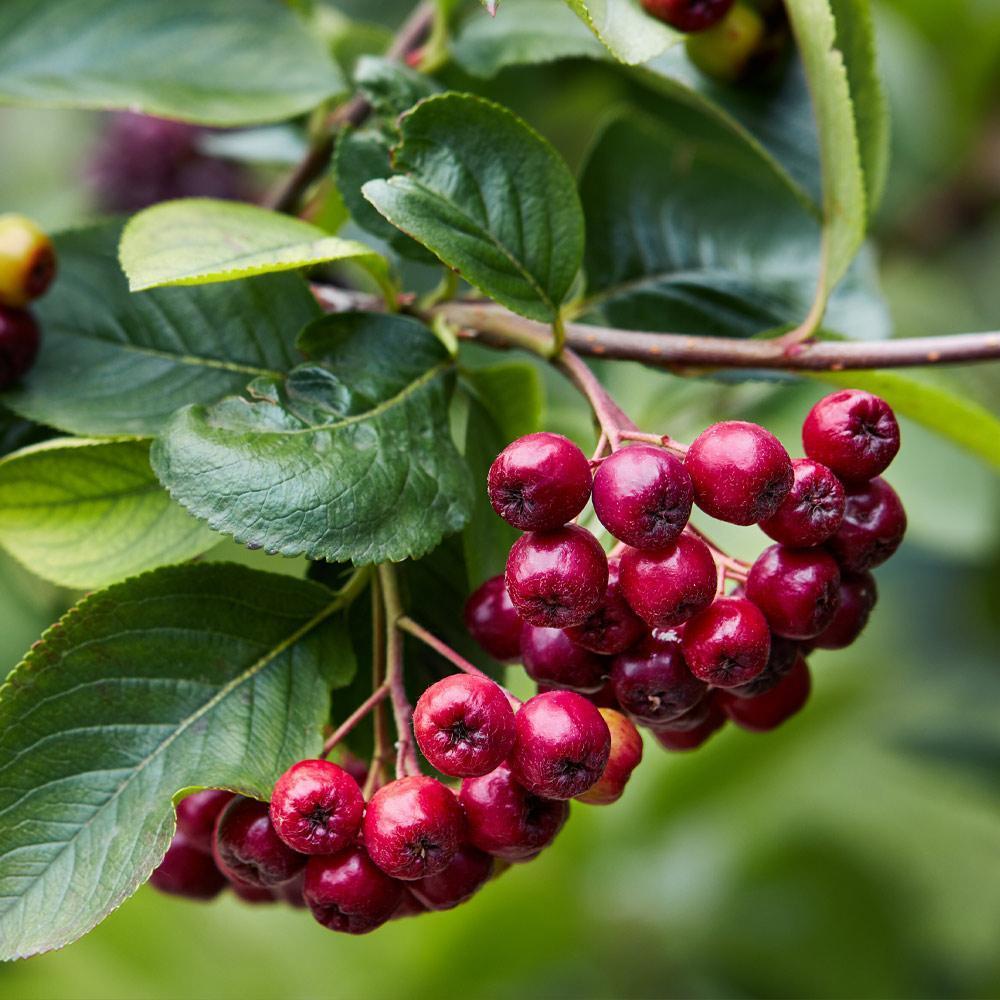 Tüplü Red Chokoberry Kırmızı Aronya (Aronia) Fidanı