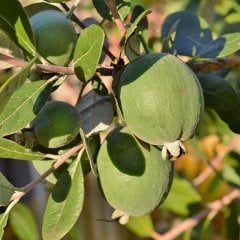 Tüplü 5 Yaşlı Doğal Kaymak Ağacı (Feijoa) Fidanı