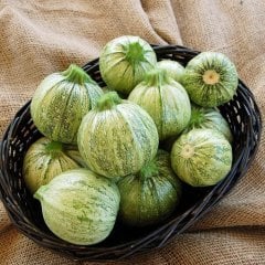 Yaz Günü Dolmalık Topak Kabak Fidesi (5 adet)