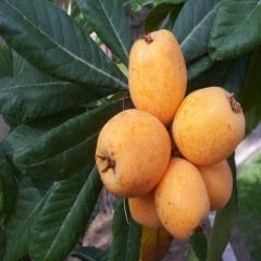 Tüplü Aşılı Malta Eriği Fidanı