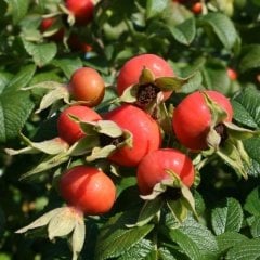 Tüplü Şifalı Özel Çeşit Dikensiz Kuşburnu Fidanı