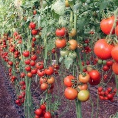 Yüksek Verimli Sırık Domates Fidesi (5 Adet)