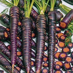 Black Stick İri Siyah Havuç Fidesi (5 Adet)