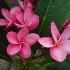 Tüplü Cazibeli Pembe Renk Plumeria Amerikan Fulu Fidanı (100-200cm)