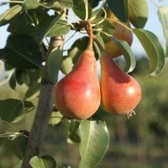 Tüplü Aşılı Yarıbodur Erkenci June Beauty (Haziran Güzeli) Armut Fidanı