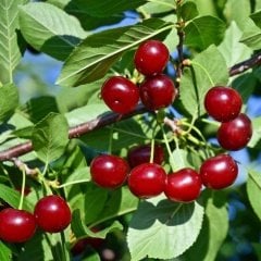 Tüplü Aşılı Yarı Bodur  Montmorency Vişne Fidanı