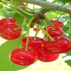 Tüplü Aşılı Yarı Bodur Oblacinska Vişne Fidanı