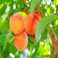 Tüplü Aşılı Yarı Bodur Şentürk Şeftali Fidanı