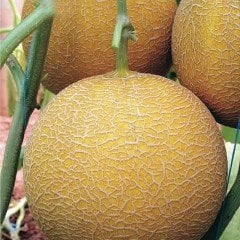 Balhan F1 Bal Kavun Fidesi (5 adet)