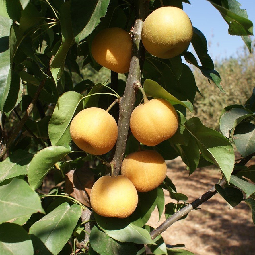 Tüplü Aşılı Aromatik Hosui Naşi Japon Armut Fidanı