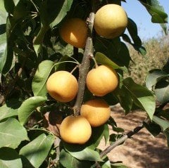 Tüplü Aşılı Aromatik Hosui Naşi Japon Armut Fidanı