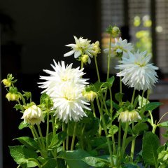 Büyük Çiçekli My Love Dahlia Yıldız Çiçeği Yumrusu (1 adet