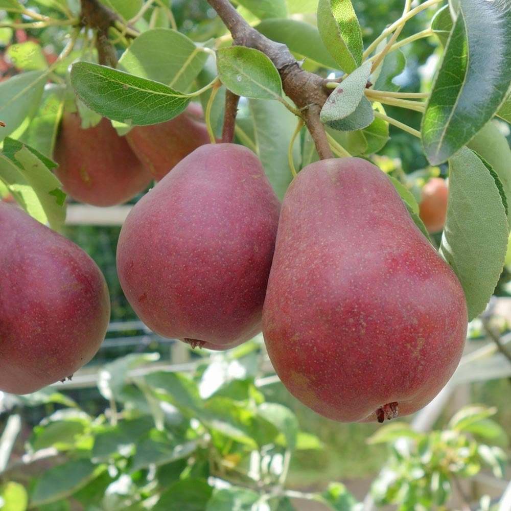 Tüplü Aşılı Aromatik Starkrimson Nadir Kırmızı Armut Fidanı
