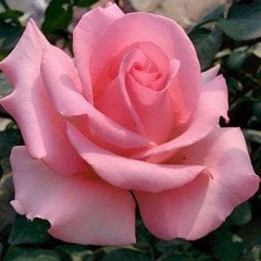 Tüplü Princess Pembe Yediveren Kokulu Gül Fidanı