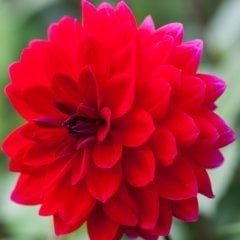 Büyük Çiçekli Menorca Dahlia Yıldız Çiçeği Yumrusu (1 adet )
