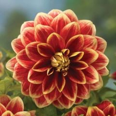 Büyük Çiçekli Maxime Dahlia Yıldız Çiçeği Yumrusu (1 adet )