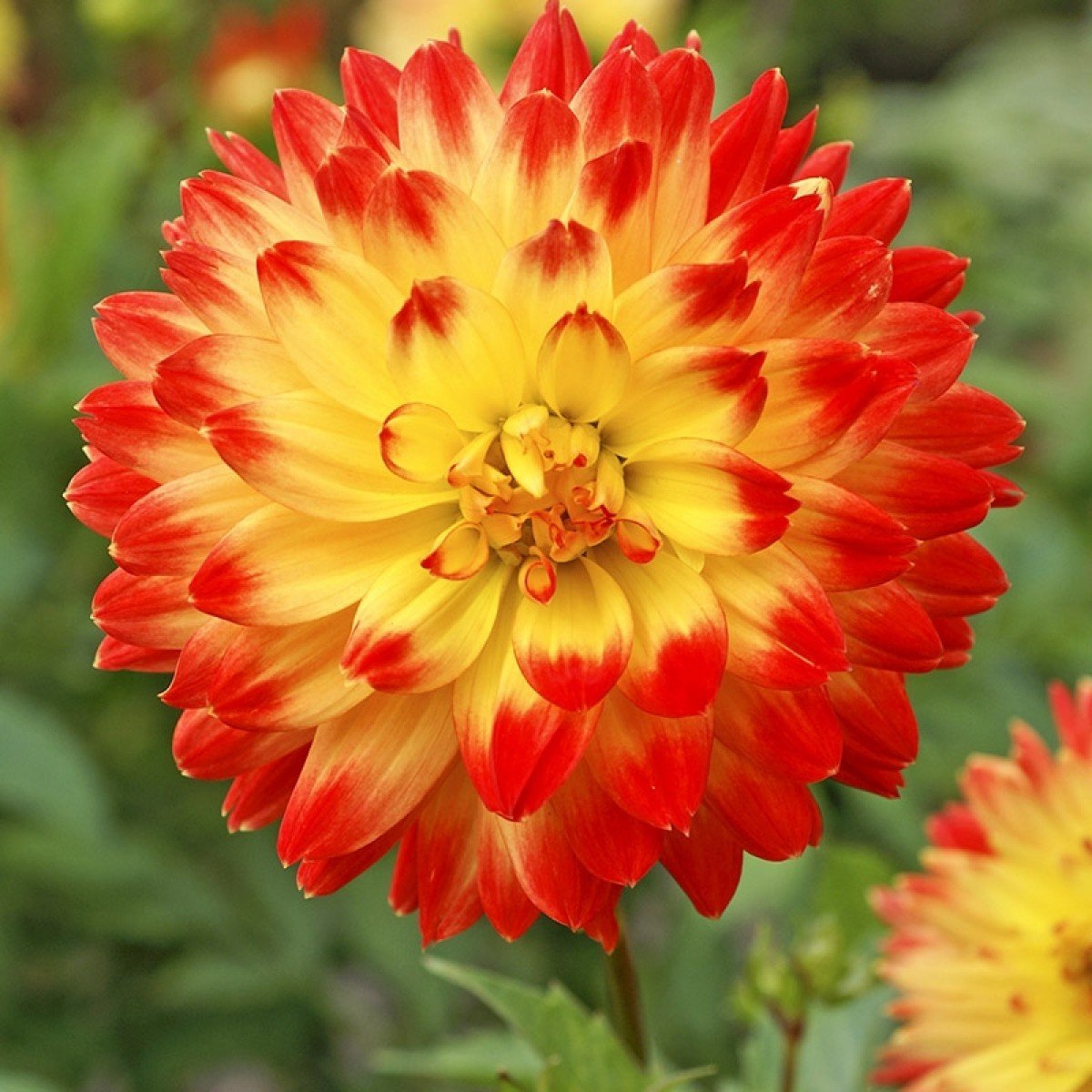 Büyük Çiçekli Procyon Dahlia Yıldız Çiçeği Yumrusu (1 adet )