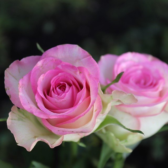 Tüplü Aşılı Yediveren Rozguçar Pembe Beyaz Gül Fidanı