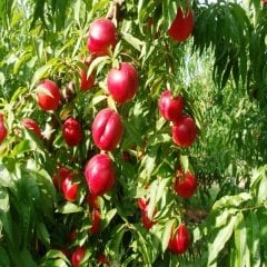 Tüplü Aşılı Yarı BodurVenüs Nektarin Fidanı