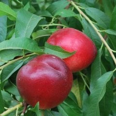 Tüplü Aşılı Yarı Bodur Caldesi Nektarin Fidanı