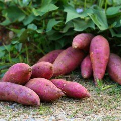 İpomea Batatus Erato Deep Mor Tatlı Patates Fidesi (3 adet)