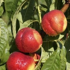 Tüplü Aşılı Yarı Bodur Sweet Lady Nektarin Fidanı