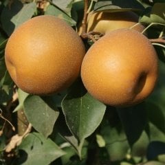 Tüplü Aşılı Yarıbodur Chojuro Dev Naşi Japon Armut Fidanı