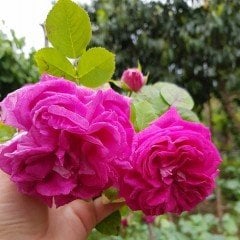 Tüplü Yediveren Kokulu Katmerli Baronesse Pembe Gül Fidanı