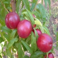 Tüplü Aşılı Yarı Bodur Orion Nektarin Fidanı