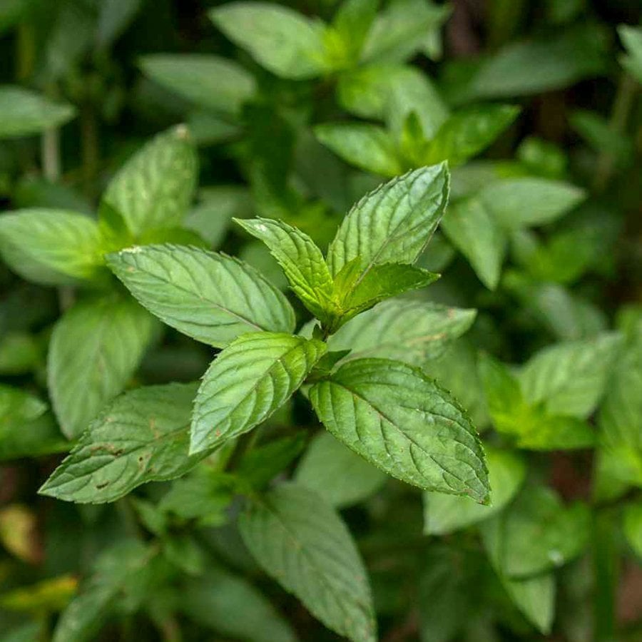 Mentha Lemon Kokulu  Nane Fidesi (5 adet)