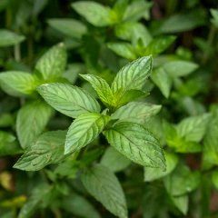 Mentha Lemon Kokulu  Nane Fidesi (5 adet)