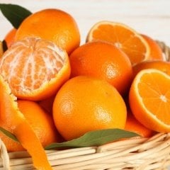 Tüplü Aşılı Yarı Bodur Early N Mandalin Fidanı