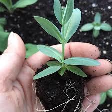 Karışık Renkli Lisianthus  Fidesi (100 adet)