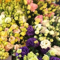 Karışık Renkli Lisianthus  Fidesi (100 adet)