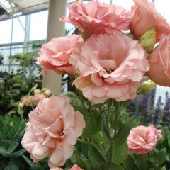 Kayısı Tonu Katmerli Chaconne Apricot Lisianthus Fidesi(5 Adet)