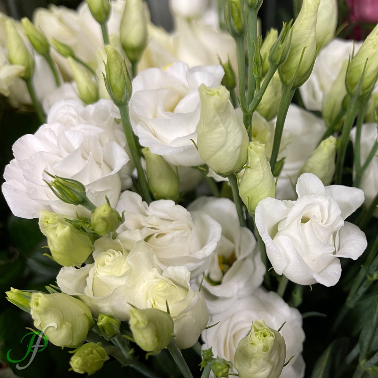 Katmerli Allamonde Beyaz Renkli Lisianthus  Fidesi (5 Adet)