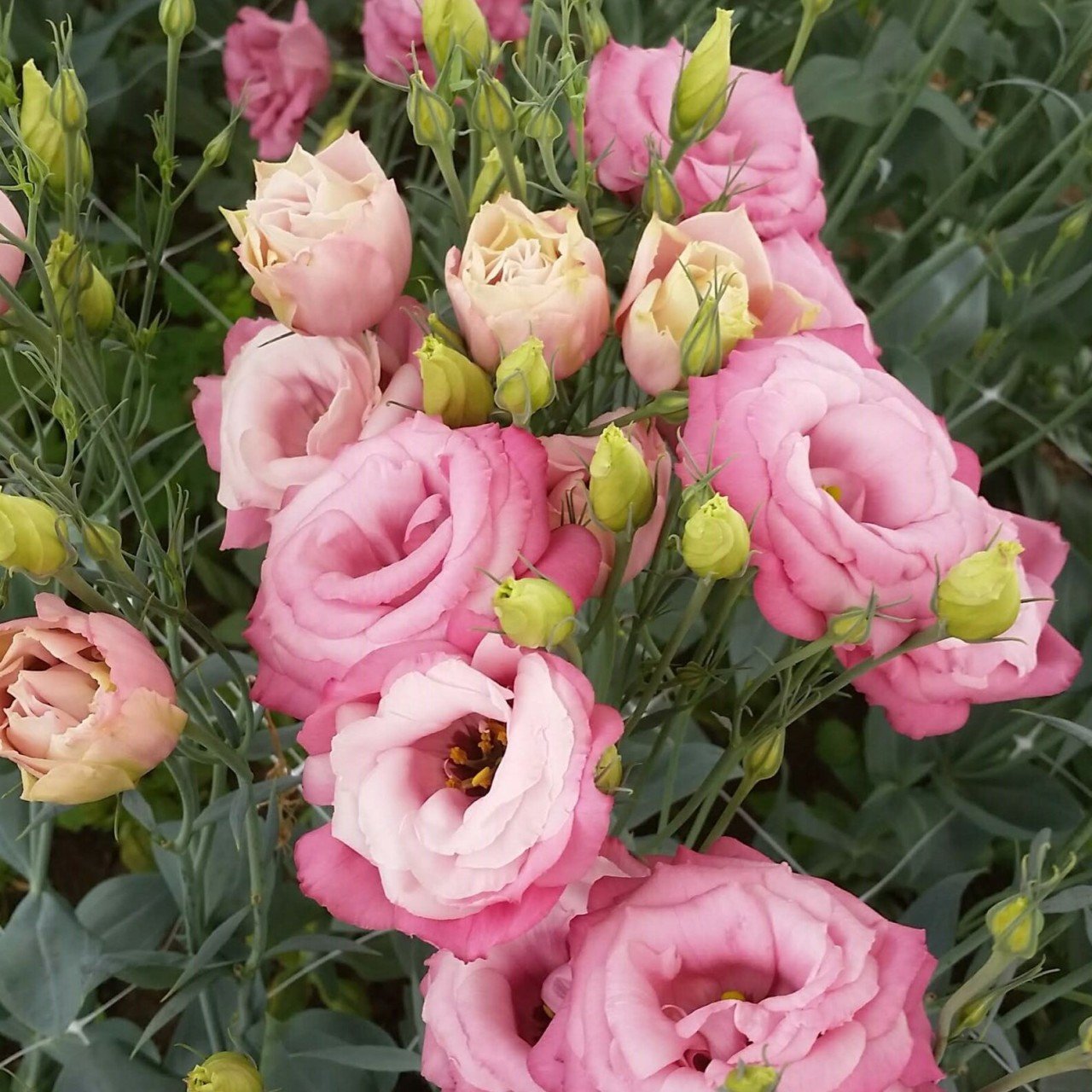 Katmerli Kiraz Tonu Sorbet Lisianthus Fidesi (5 Adet)