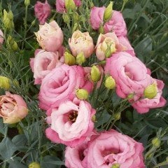 Katmerli Kiraz Tonu Sorbet Lisianthus Fidesi (5 Adet)