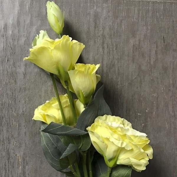 Katmerli Chaconne Sarı Lisianthus Fidesi (5 Adet)