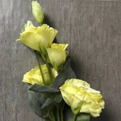 Katmerli Chaconne Sarı Lisianthus Fidesi (5 Adet)