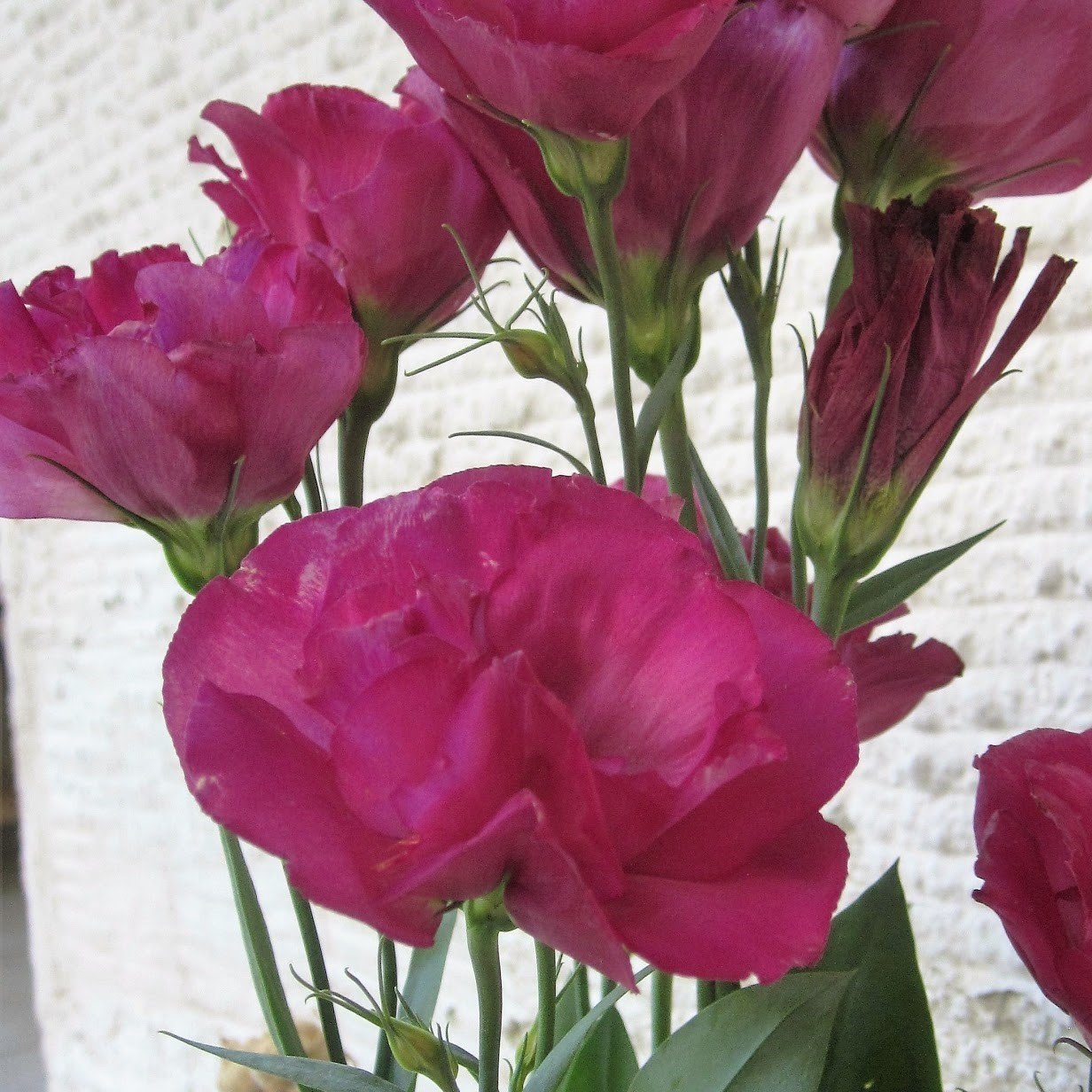Katmerli Nihtingale Lisianthus Çiçeği Fidesi (5 Adet)