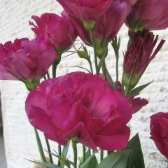 Katmerli Nihtingale Lisianthus Çiçeği Fidesi (5 Adet)