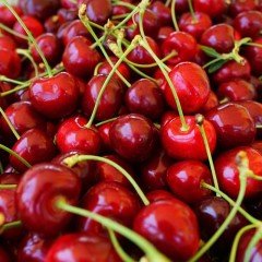 Tüplü Aşılı Yarı Bodur Bol Verimli Stella Kiraz Fidanı