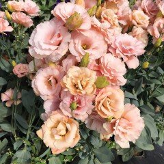 Katmerli Champain Lisianthus Çiçeği Fidesi (5 Adet)