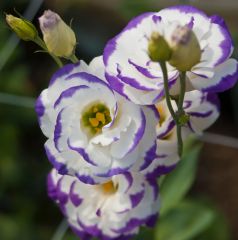 Mavi Katmerli Blue Picotee Lisianthus  Fidesi (5 Adet)