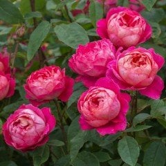 Tüplü Yediveren Dark Pembe Beyaz  Kokulu Gül Fidanı