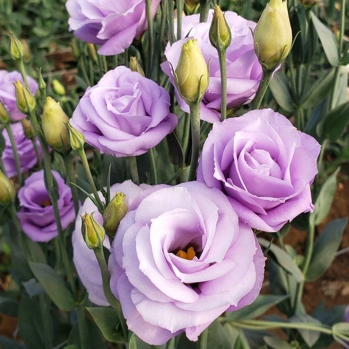 Katmerli Lavanta Rengi Polka Lavander Lisianthus Fidesi (5 Adet)