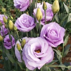 Katmerli Lavanta Rengi Polka Lavander Lisianthus Fidesi (5 Adet)